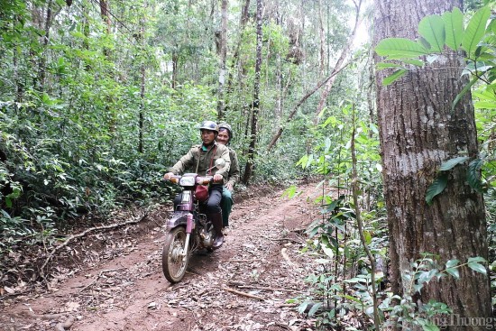 Đắk Nông: Người M’nông giữ rừng cộng đồng