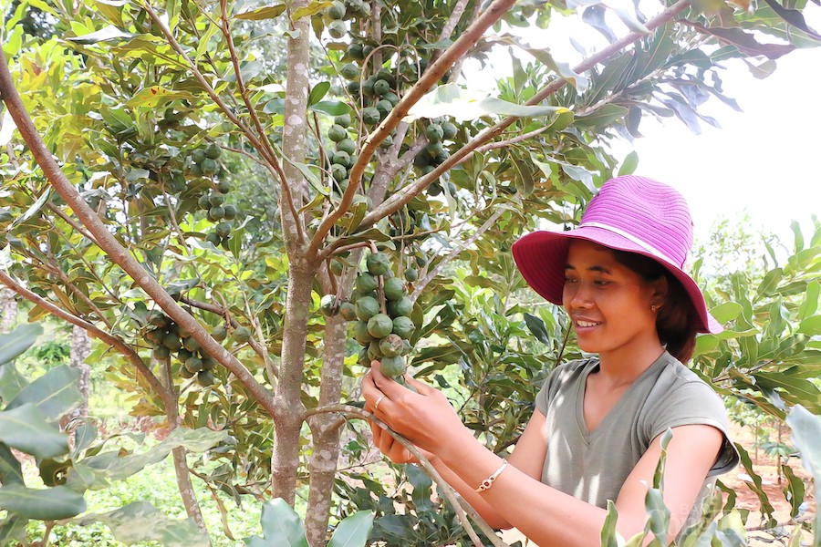Đắk Nông: Phát triển công nghiệp nông thôn gắn với vùng nguyên liệu