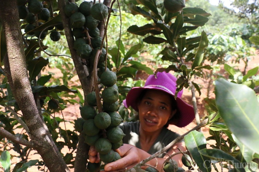 Đắk Nông: Từng bước nâng cao đời sống đồng bào dân tộc thiểu số