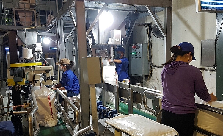Kỳ I: Ngành mía đường Việt Nam trước nguy cơ 