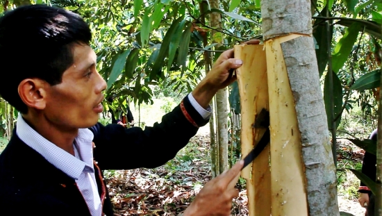 Lào Cai: Phát triển chuỗi giá trị cho cây quế