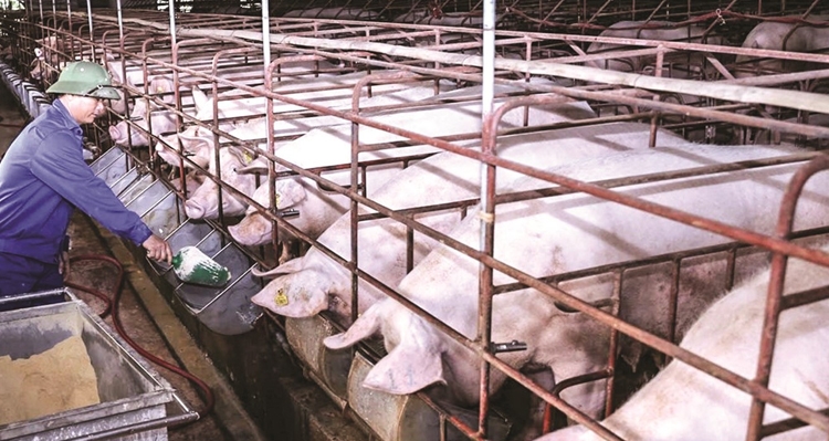 Giá heo hơi hôm nay 29/3: Tăng-giảm 1.000 đồng/kg tại một vài địa phương