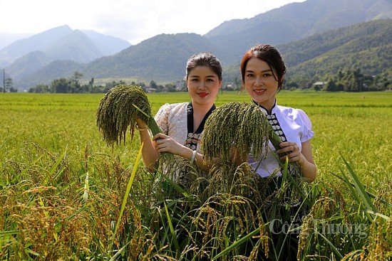 Huyện Văn Chấn: Nâng cao chất lượng đặc sản, nông sản