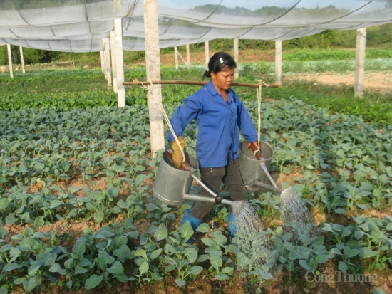 Sản xuất rau an toàn: Hướng phát triển kinh tế của người dân Nà Chuông
