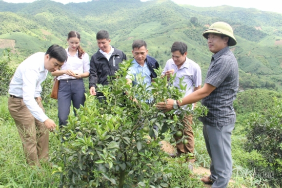 Đưa Sơn La trở thành trung tâm chế biến nông sản vùng Tây Bắc - Bài 1: Sản xuất nông nghiệp gắn với công nghiệp chế biến