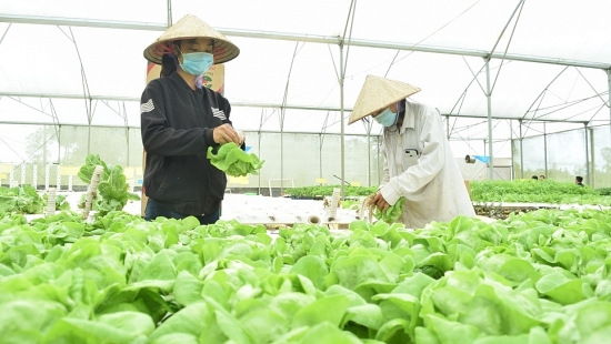 Kon Tum: Hình thành những vùng sản xuất sản phẩm nông nghiệp an toàn