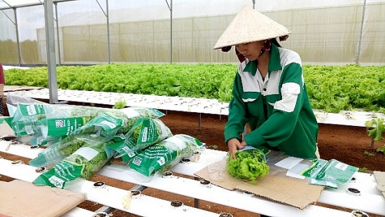 Kon Tum: Nhân rộng vùng nguyên liệu sản xuất nông sản, thực phẩm an toàn