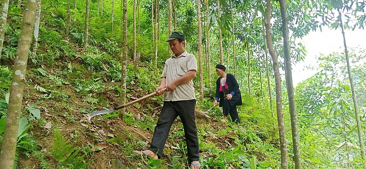 Vợ chồng anh Hoàng Văn Hành phát dọn cỏ đồi quế