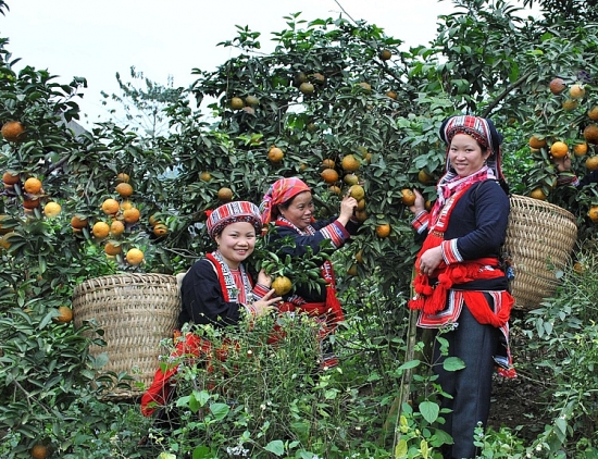 ho tro dong bao dan toc thieu so ha giang thoat ngheo ben vung