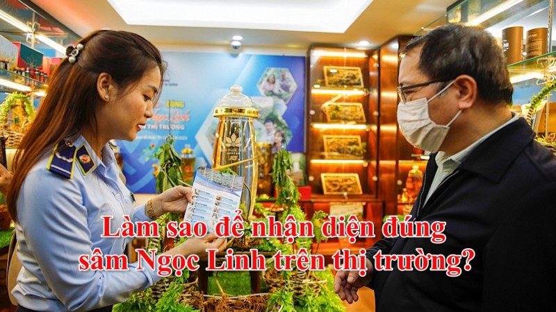 lam sao de nhan dien dung sam ngoc linh tren thi truong