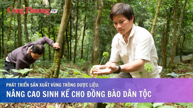 Phát triển sản xuất vùng trồng dược liệu: Nâng cao sinh kế cho đồng bào dân tộc