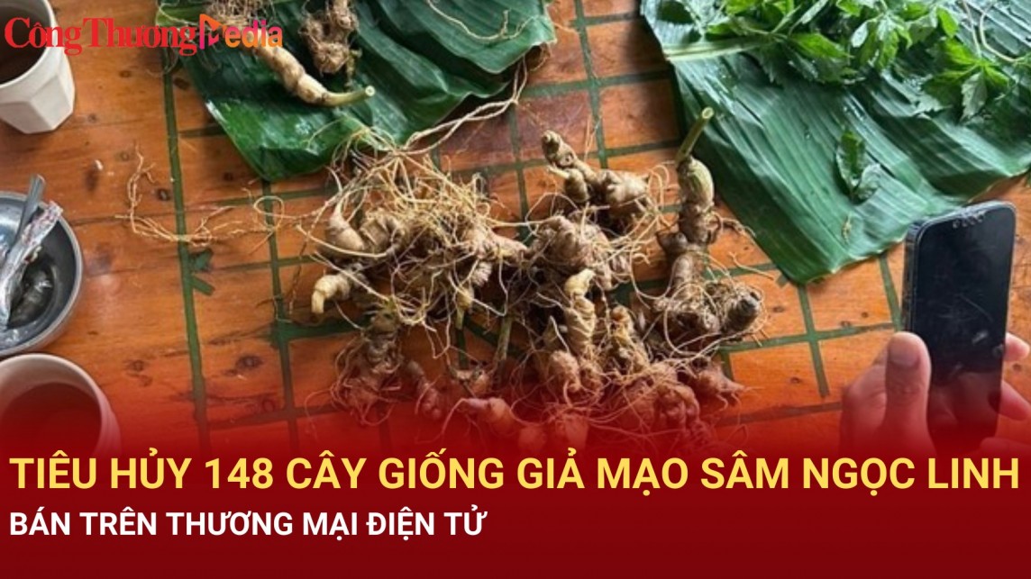 tieu huy 148 cay giong gia mao sam ngoc linh ban tren thuong mai dien tu